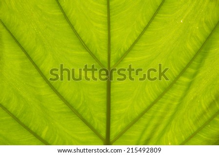 close up  green leaf line abstract