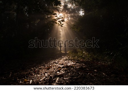 The light from  heaven  in dark forest