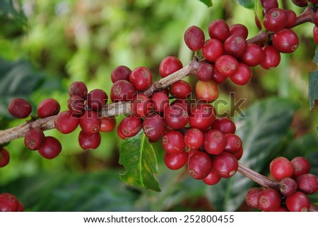 coffee seed in the garden
