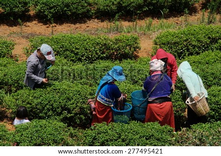 harvesting tea field