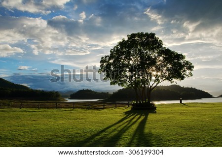 one tree in the country field