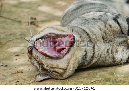 open mouth sleepy cat