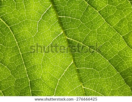 Macro view on a leaf structure
