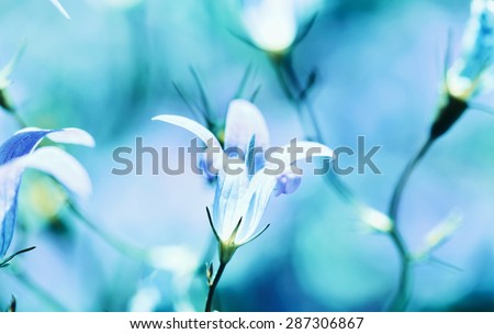 Blue flower macro view background