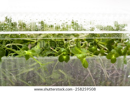 Microgreens in a box close-up