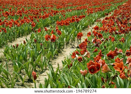 Red Amaryllis Rows / Farming with Amaryllis in Zambia, Africa