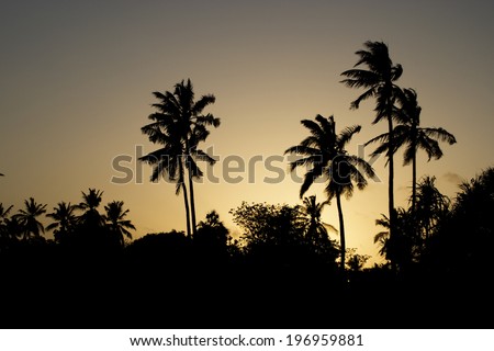 Palm Silhouettes in Sunset Sky / Palm Trees Silhouette at Sunset, Tanzania, Africa