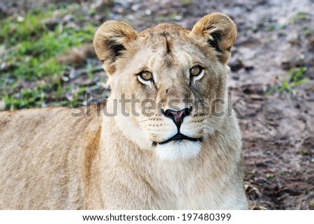 Lioness / Portrait of Female Lion Looking Up