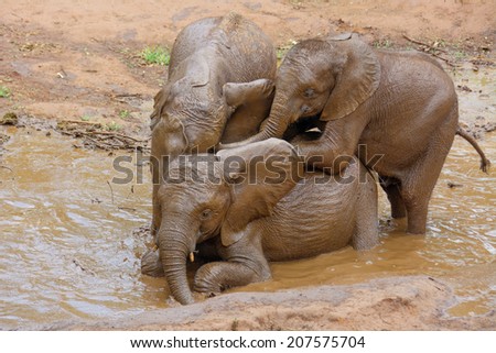 Three Baby Elephants Enjoying a Mud Bath