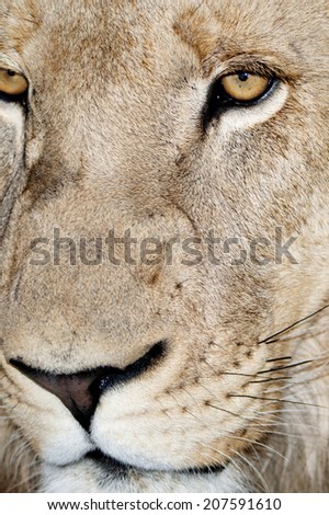 Closeup of Male Lion Face, Southern Africa