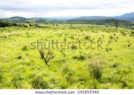 Nyika Plateau in Malawi, Central Africa, on a Rainy Day