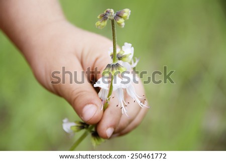 Hand of a Little Boy Giving Mother a Wild Flower