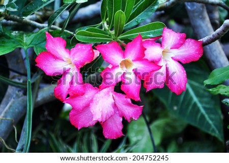 Floral background. Tropical flower Pink Desert rose.