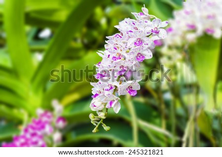 bouquet of orchid flower with soft focus and blur background