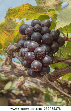 Organic wine grape farming.