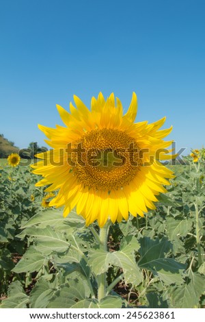 Sunflower with blue sky in the garden.