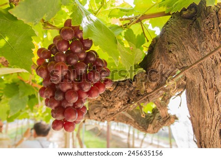 Organic wine grape in the grape yard.