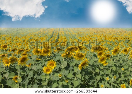 Sunflower oil farm with blue sky and sun.
