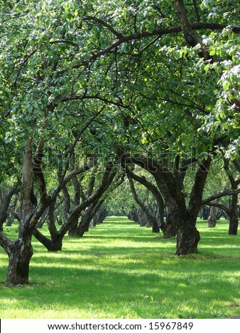 The big apple garden with large old trees and a green grass a years sunny day