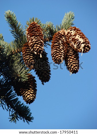 The big pine branch with ripe cones, flows down pitch. Against the dark blue sky. Grows in city Ð¿Ð°ÐºÐµ