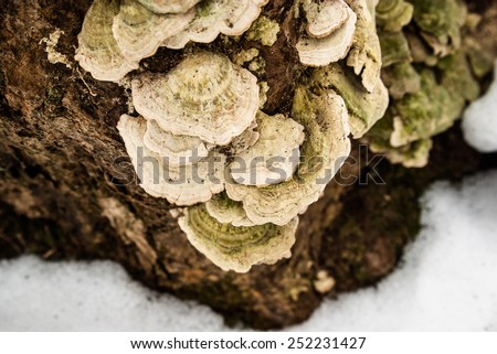Fungus grows on a tree in winter, with snow on the ground.