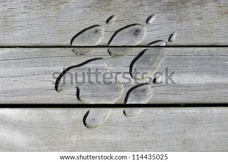 Animal paw print carved out of wood - stock photo