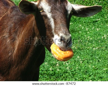 stock-photo-goat-eating-a-donut-87472.jpg