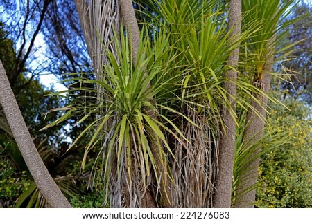 Palm leaves - palm tree