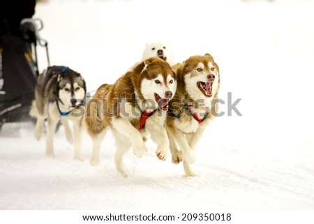 sled dogs at race