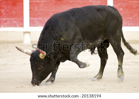 one bull paws with his hoofes in the sand before fight starts in the arena of Saintes Maries de la Mer, La Camargue, Provence, Frankreich, Europa