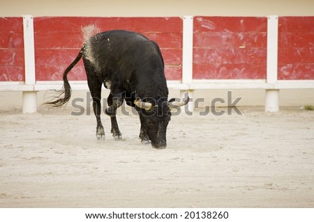one bull paws with his hoofes in the sand before fight starts in the arena of Saintes Maries de la Mer, La Camargue, Provence, Frankreich, Europa