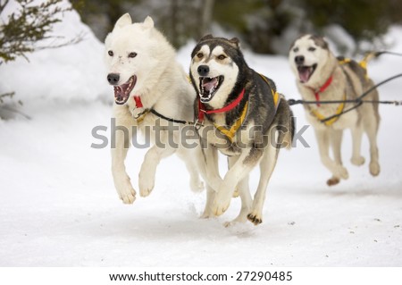 front view of siberian sled dog huskys at race in winter