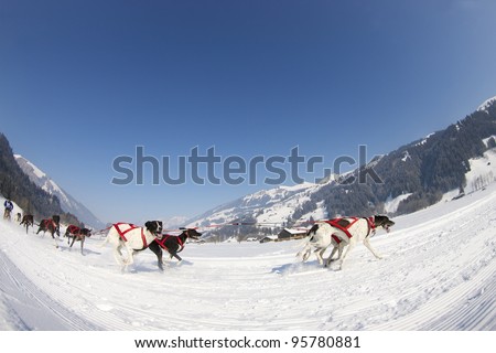 sled dog race in winter on snow in Lenk / Switzerland 2012