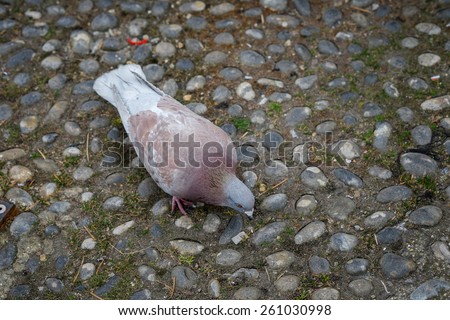 A Pigeon on a ground