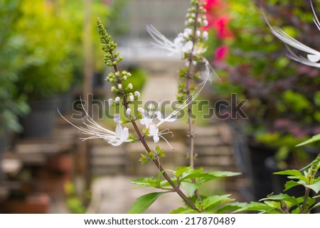 Orthosiphon aristatus (Blume)Bolding in the garden Used to make tea