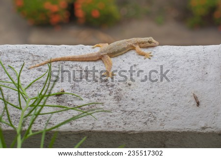 House small lizard - gecko