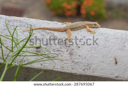 House small lizard - gecko