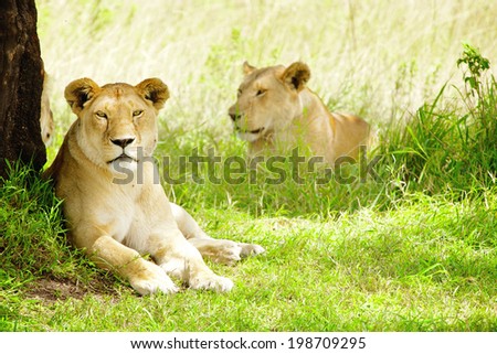 Lion pride near the Kenya-Tanzania border in the Maasai Mara, Kenya, East Africa.