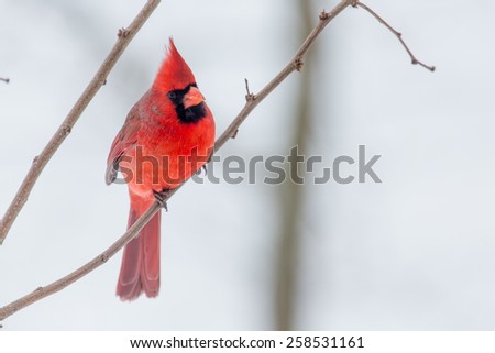 Male Northern Cardinals perched on a limb during Winter Storm Thor.
