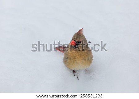 Female Northern Cardinals in the snow during Winter Storm Thor.