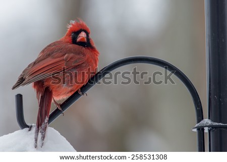 Male Northern Cardinals perched on a pole during Winter Storm Thor.