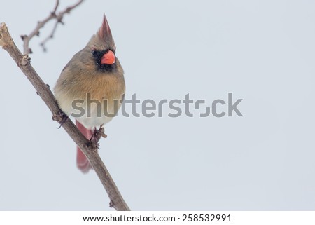 Female Northern Cardinal perched on a limb in Lexington, Kentucky during Winter Storm Thor.