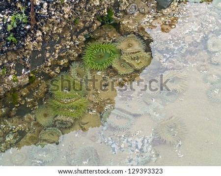 A Bed of Sea Anemones at Cannon Beach on the Oregon Coast USA