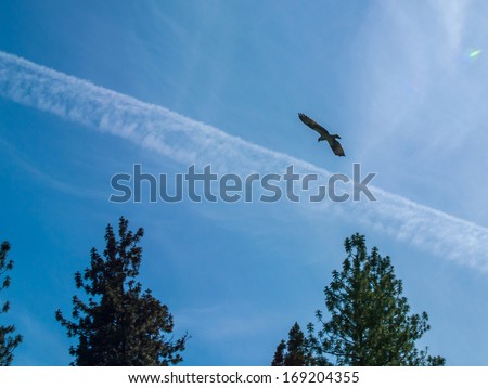 A Bird of Prey in Flight Under Wispy Clouds and Blue Sky