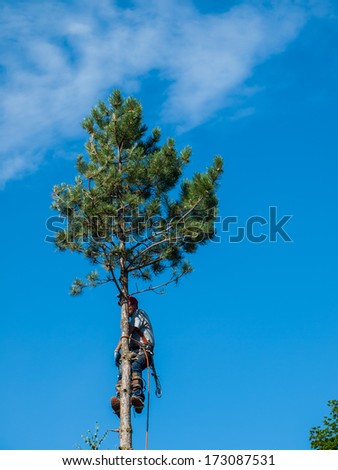 An Arborist Cutting Down a Tree Piece by Piece