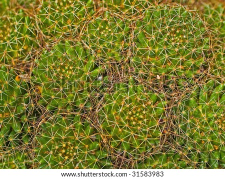 Cactus Macros with vivid texture suitable for desert backgrounds.