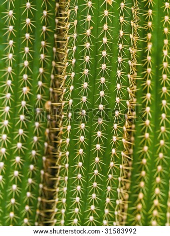 Macro Cactus