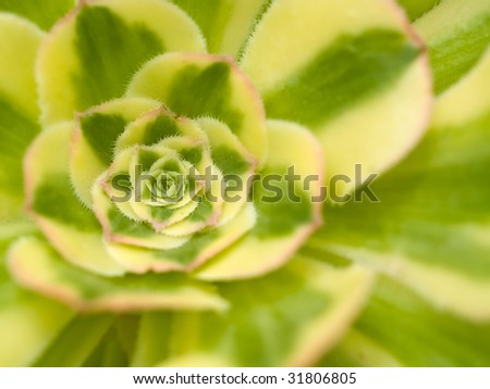 Succulent cactus macro with vivid texture and color; great for desert backgrounds.