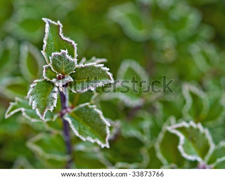 Frost covered holly leaves at the beginning of winter