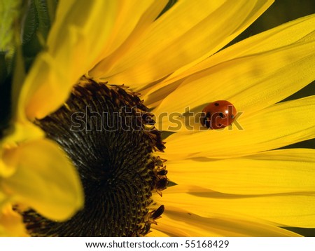 Bright Red Ladybug on a Warm Yellow Sunflower